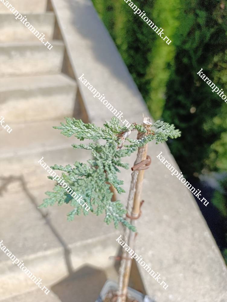 Можжевельник горизонтальный Айси блю (штамб Ра45) фото